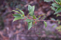 Elaeocarpus reticulatus, photograph (c) Bryce Watts-Parker, some rights reserved (CC BY)