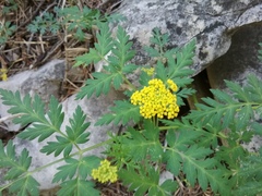 Pseudocymopterus