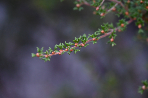 Pultenaea scabra, photograph 3