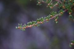 Pultenaea scabra, photograph (c) Bryce Watts-Parker, some rights reserved (CC BY)
