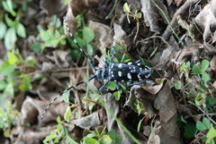 Anoplophora macularia