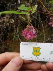 Ribes sanguineum glutinosum