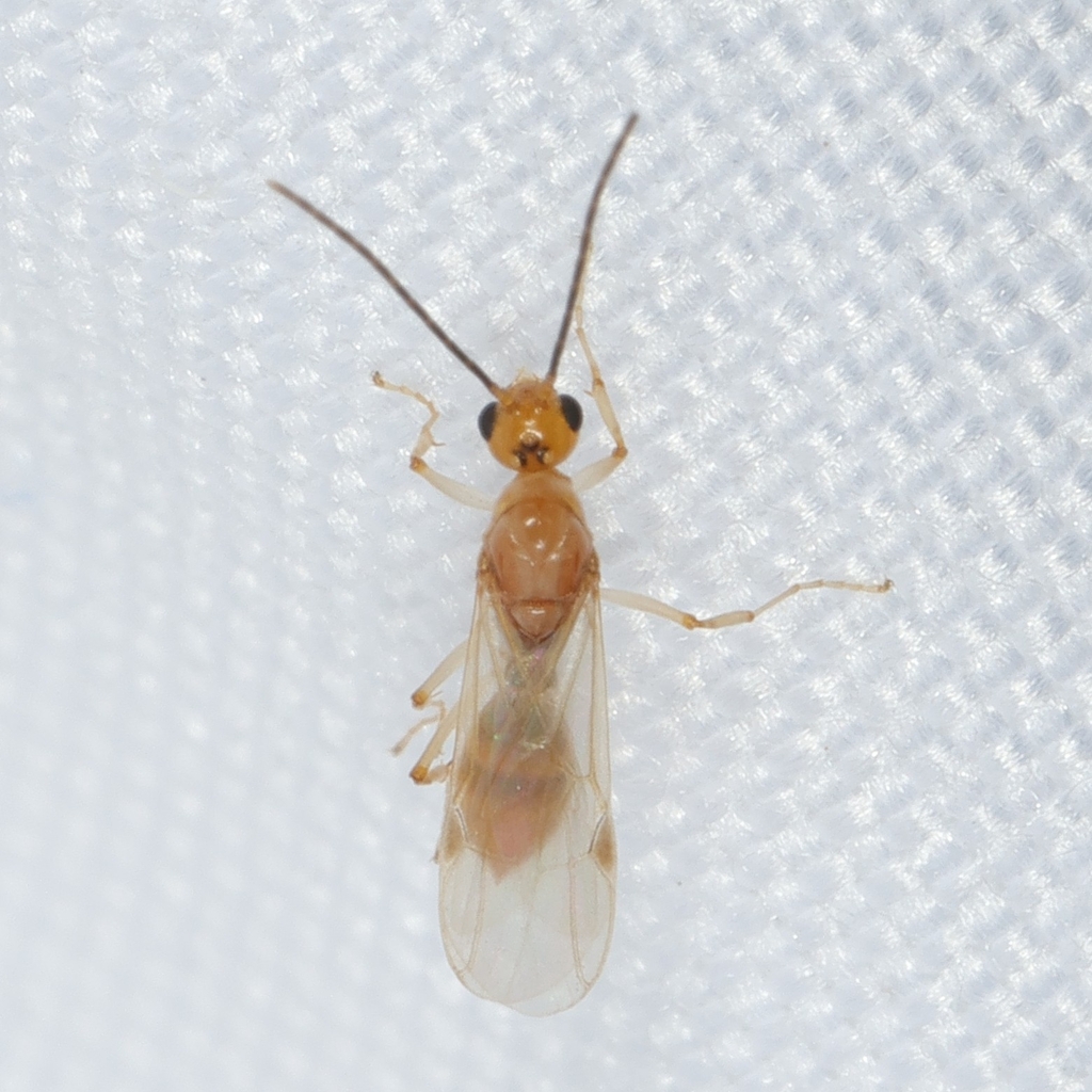 Aleiodes gastritor