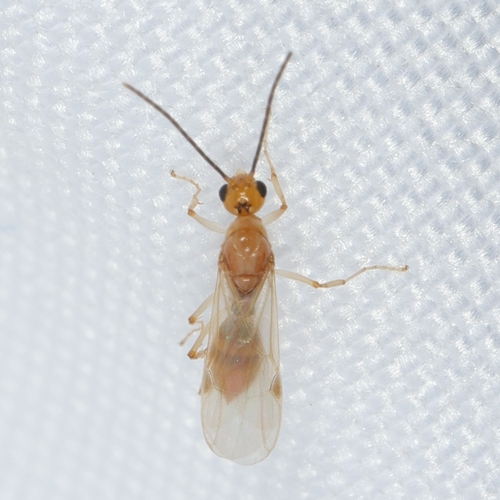 Aleiodes gastritor