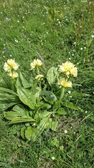 Gentiana burseri