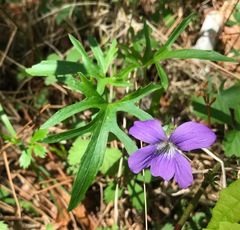 Viola brittoniana