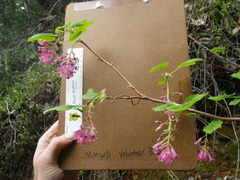 Ribes sanguineum glutinosum