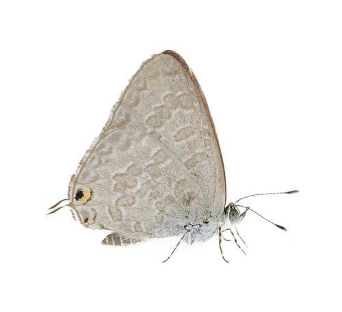 Speckled Line-Blue