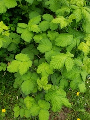 Rubus parviflorus