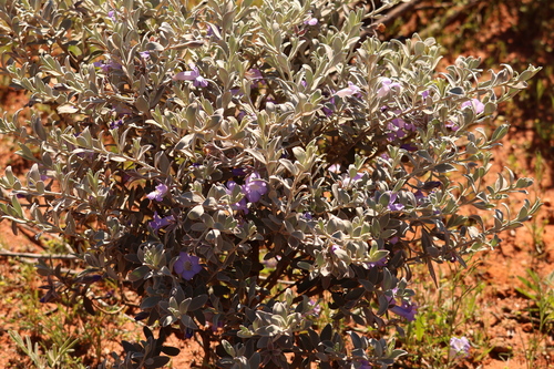 Eremophila bowmanii, 2026-07-26