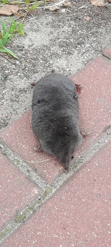 European Mole
