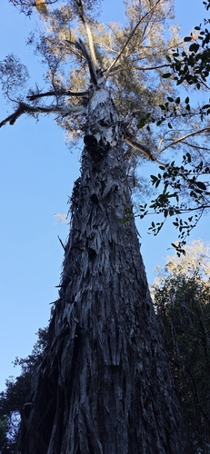 Eucalyptus cypellocarpa