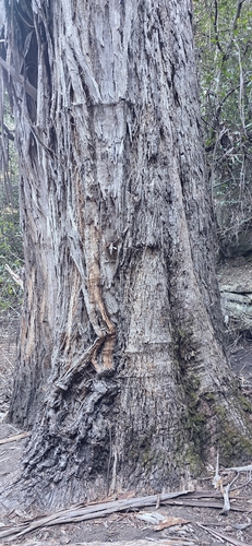 Eucalyptus cypellocarpa, photograph 2