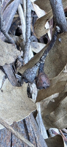 Eucalyptus cypellocarpa, photograph 3