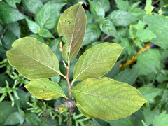 Diospyros japonica, photograph (c) 黃美滿, some rights reserved (CC BY)