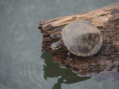 Phrynops williamsi