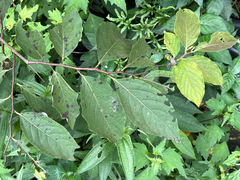 Diospyros japonica, photograph (c) 黃美滿, some rights reserved (CC BY)