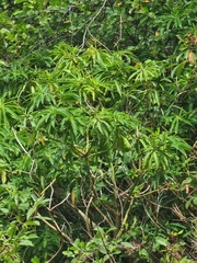 Euphorbia mellifera, photograph (c) Vítor Jorge, some rights reserved (CC BY)