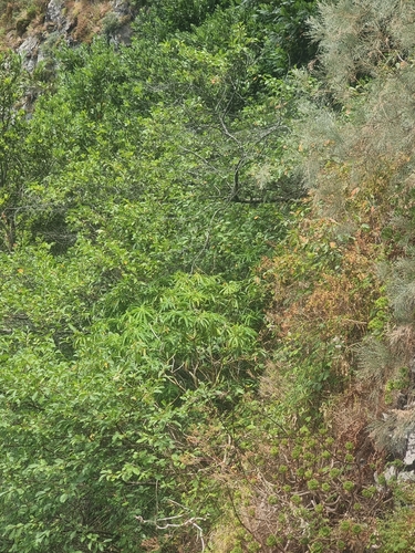 Euphorbia mellifera, photograph 2
