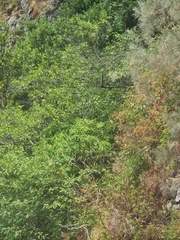 Euphorbia mellifera, photograph (c) Vítor Jorge, some rights reserved (CC BY)