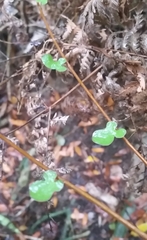 Muehlenbeckia complexa