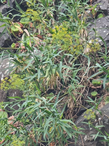 Bupleurum salicifolium