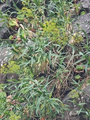 Bupleurum salicifolium