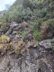 Bupleurum salicifolium, photograph (c) Vítor Jorge, some rights reserved (CC BY)
