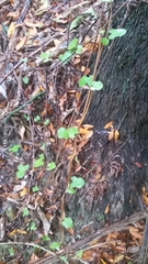 Muehlenbeckia complexa