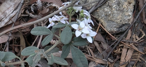 Zieria cytisoides