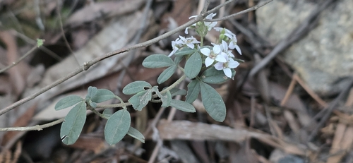 Zieria cytisoides, photograph 1