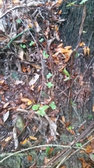 Muehlenbeckia complexa