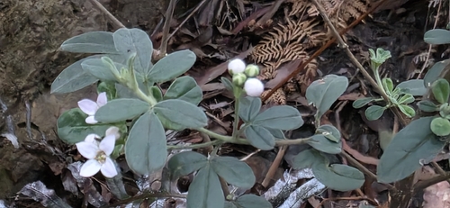 Zieria cytisoides, photograph 2
