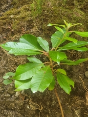 Clethra arborea