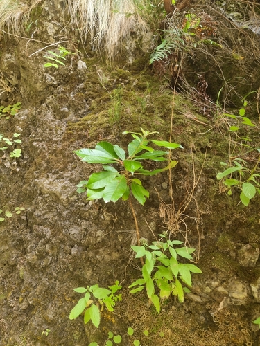 Clethra arborea, photograph 2