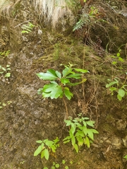 Clethra arborea, photograph (c) Vítor Jorge, some rights reserved (CC BY)