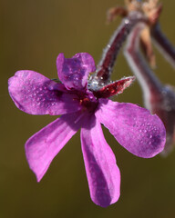 Pelargonium reniforme, photograph (c) Andrew Gillespie, some rights reserved (CC BY)