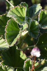 Pelargonium reniforme, photograph (c) Andrew Gillespie, some rights reserved (CC BY)