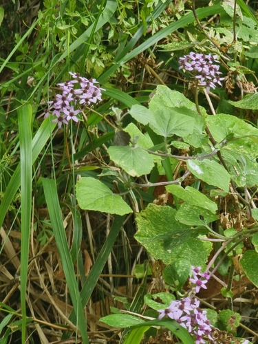 Pericallis aurita, photograph 5
