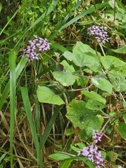Pericallis aurita, photograph (c) Vítor Jorge, some rights reserved (CC BY)