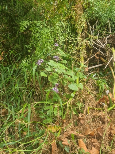 Pericallis aurita, photograph 6