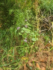 Pericallis aurita, photograph (c) Vítor Jorge, some rights reserved (CC BY)