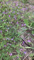 Astragalus leptocarpus