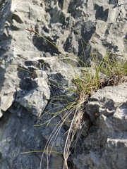 Carex mucronata
