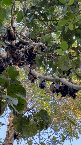 Straw-coloured Fruit Bat