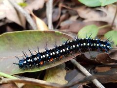 Doleschallia bisaltide australis