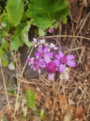 Pericallis aurita