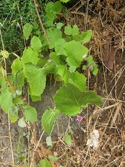 Pericallis aurita, photograph (c) Vítor Jorge, some rights reserved (CC BY)