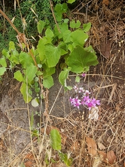 Pericallis aurita, photograph (c) Vítor Jorge, some rights reserved (CC BY)