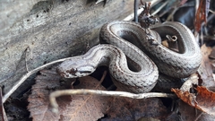 Galvarinus chilensis